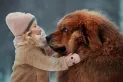Dos metros y más de 100 kilos: estos son los perros más enormes del mundo