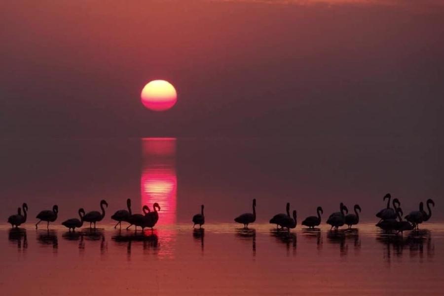 HÁBITAT DE AVES. En Mar Chiquita viven diversas especies de aves, entre ellas el flamenco. / GOBIERNO DE CÓRDOBA