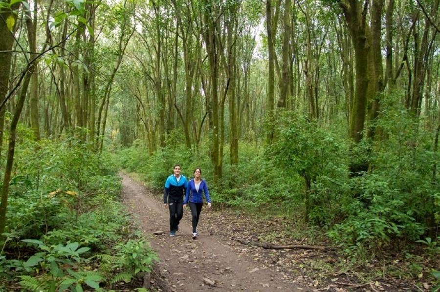 PLAN EN LA NATURALEZA. El Jardín Botánico de Horco Molle tiene senderos escondidos e incluso merenderos. / RESERVA DE HORCO MOLLE