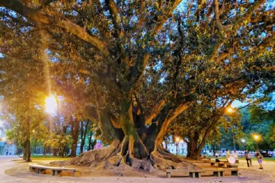 El histórico gomero ubicado frente al Cementerio del Oeste sería removido este año