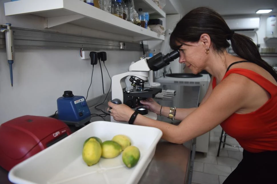 Después de la cosecha, el limón puede protegerse de las infecciones gracias a su propia cáscara