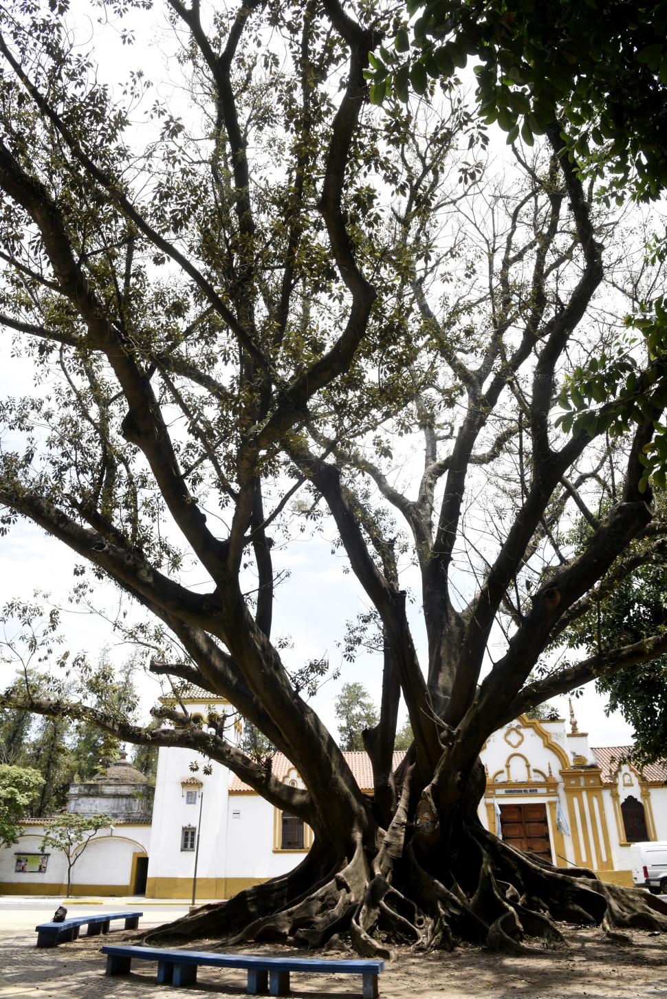 SIGNIFICATIVO. La presencia del enorme ejemplar es parte del tradicional paisaje de la emblemática zona. la gaceta / fotos de franco vera