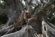 El fin de un gigante: evalúan extraer el icónico gomero del Cementerio del Oeste