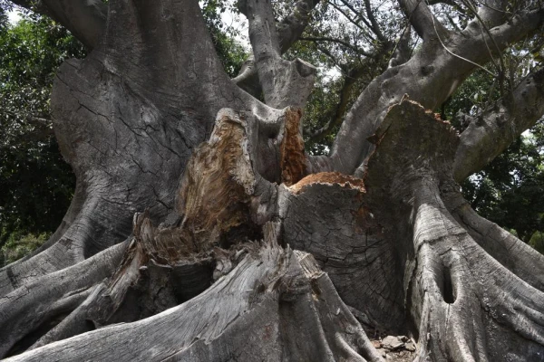 El fin de un gigante: evalúan extraer el icónico gomero del Cementerio del Oeste