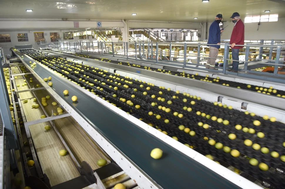 ACTOR RELEVANTE. La Argentina es el principal proveedor de jugos concentrados de limón a los Estados Unidos, con un 37% del mercado. la gaceta / Foto Juan Pablo Sanchez Noli (archivo)