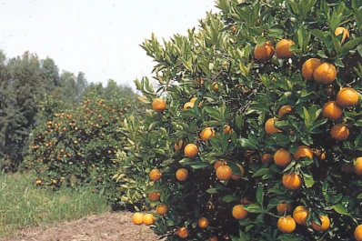 En la provincia, todos los cítricos dulces superan los 21 años