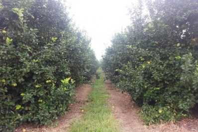 Revelan información inédita sobre el microbioma del limón tucumano