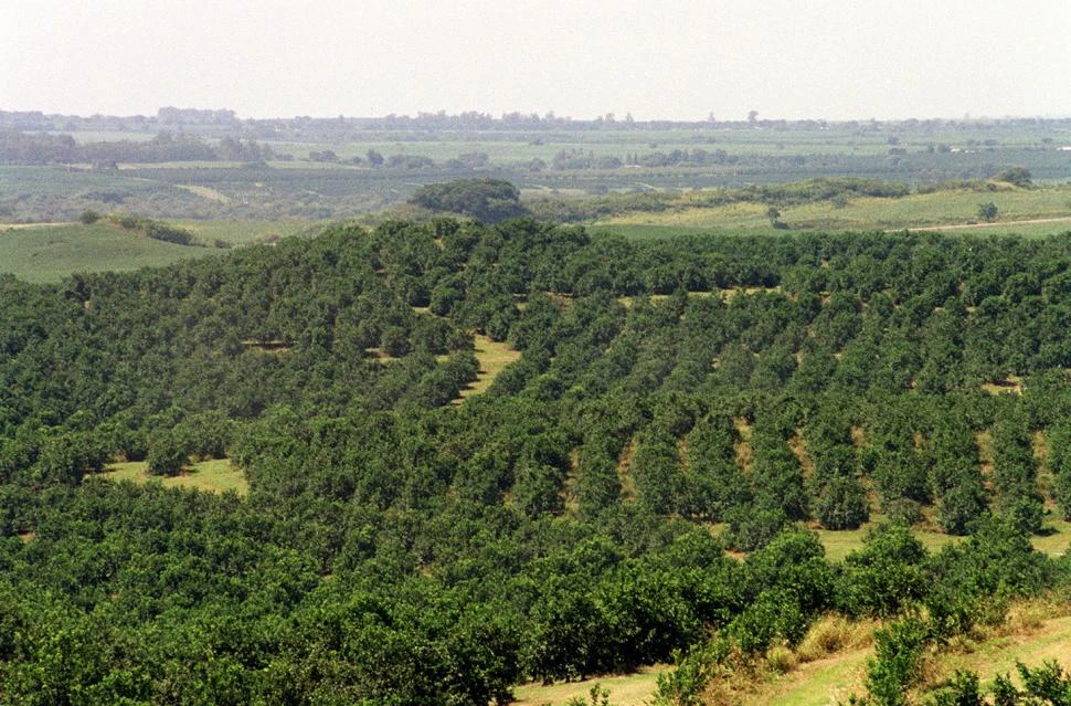 INVESTIGACIONES. La Estación Experimental Agroindustrial Obispo Colombres usó como base del estudio clasificaciones de cítricos en Tucumán, obtenidas de manera bienal entre  2004 y 2024.