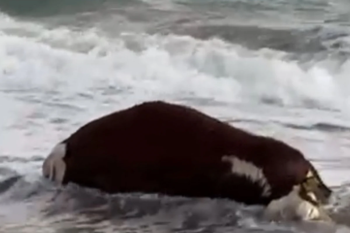 El animal encalló en una playa de la localidad de Las Grutas. 