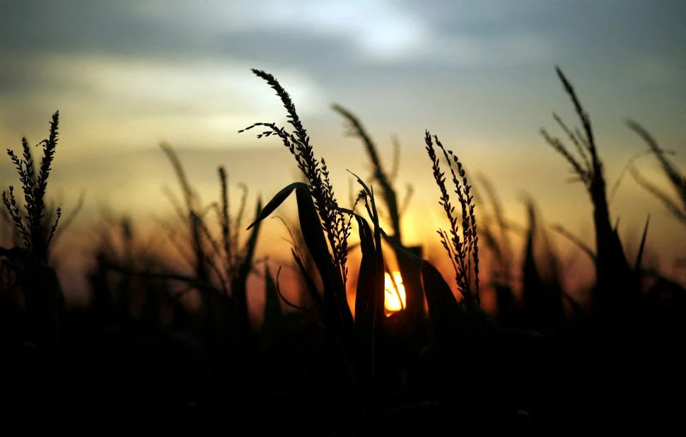 ESTRÉS HÍDRICO. Los productores temen por los efectos del calor. 