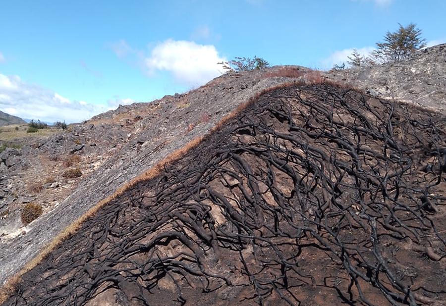 ZONA DEVASTADA. La mayor parte de la fauna fue devorada por las llamas. / ANDREA CANGIANI.