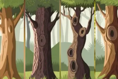 Test de personalidad: elegí un árbol y descubrí si sos una persona conflictiva