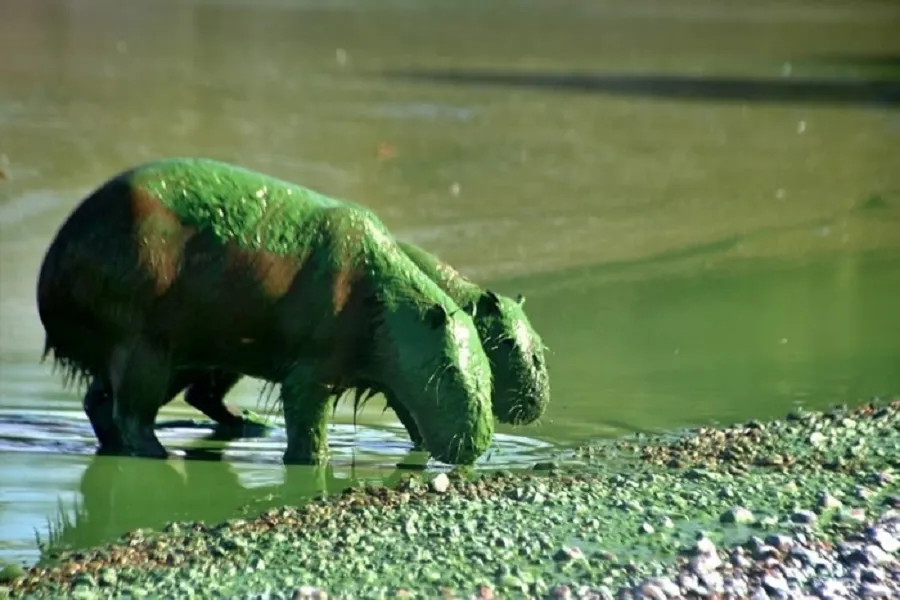 Aparecieron carpinchos verdes cerca de aguas contaminadas