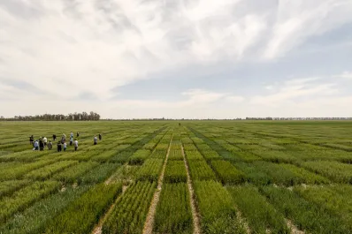 El gobierno de Javier Milei simplificó el registro de variedades vegetales
