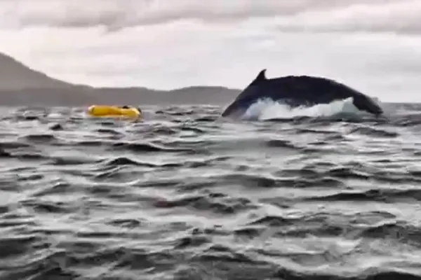 Escalofriante video: se lo tragó una ballena y luego lo escupió