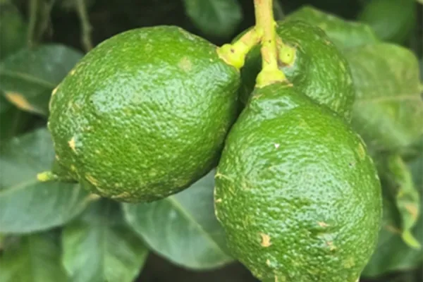 La mayor incidencia y severidad de botrytis y melanosis se da en la localidad de Santa Lucía