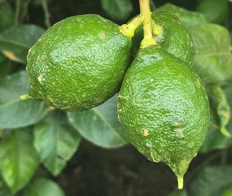 La mayor incidencia y severidad de botrytis y melanosis se da en la localidad de Santa Lucía