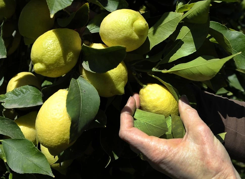 ESTUDIO. En diciembre del año pasado se evaluó la condición sanitaria de frutos de limón en su etapa de crecimiento, en lotes de 11 años de edad, localizados en Santa Lucía y en Las Piedritas.