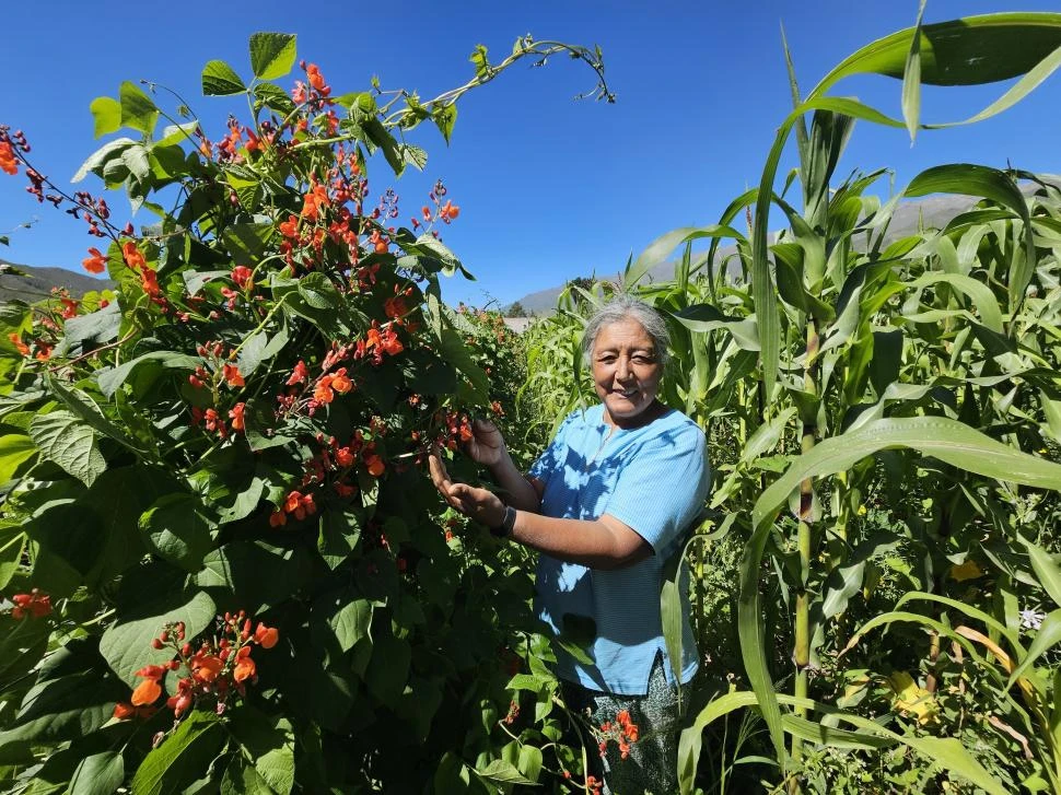 AUTOSUSTENTABLE 100%. La guardiana de semillas, entre las plantas de alubias rojas y el maíz de su huerta. 