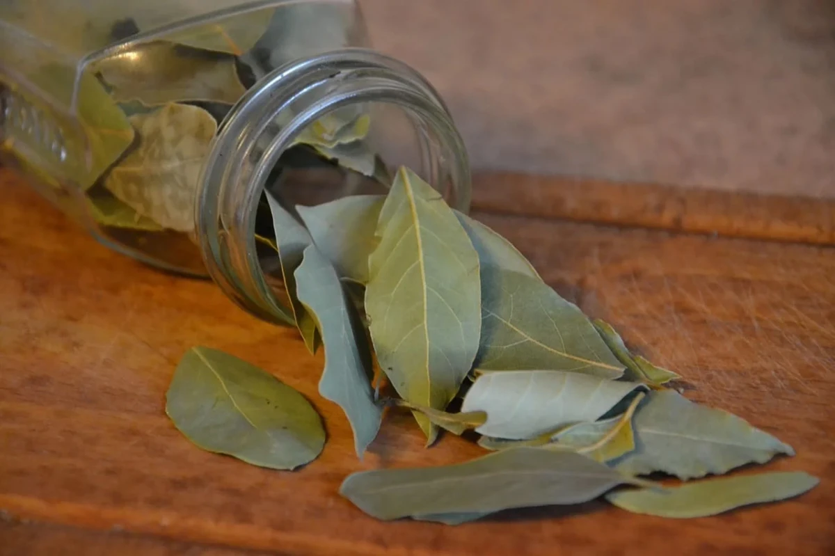 La ubicación de las hojas de laurel en el hogar o la oficina es clave para potenciar su energía positiva.