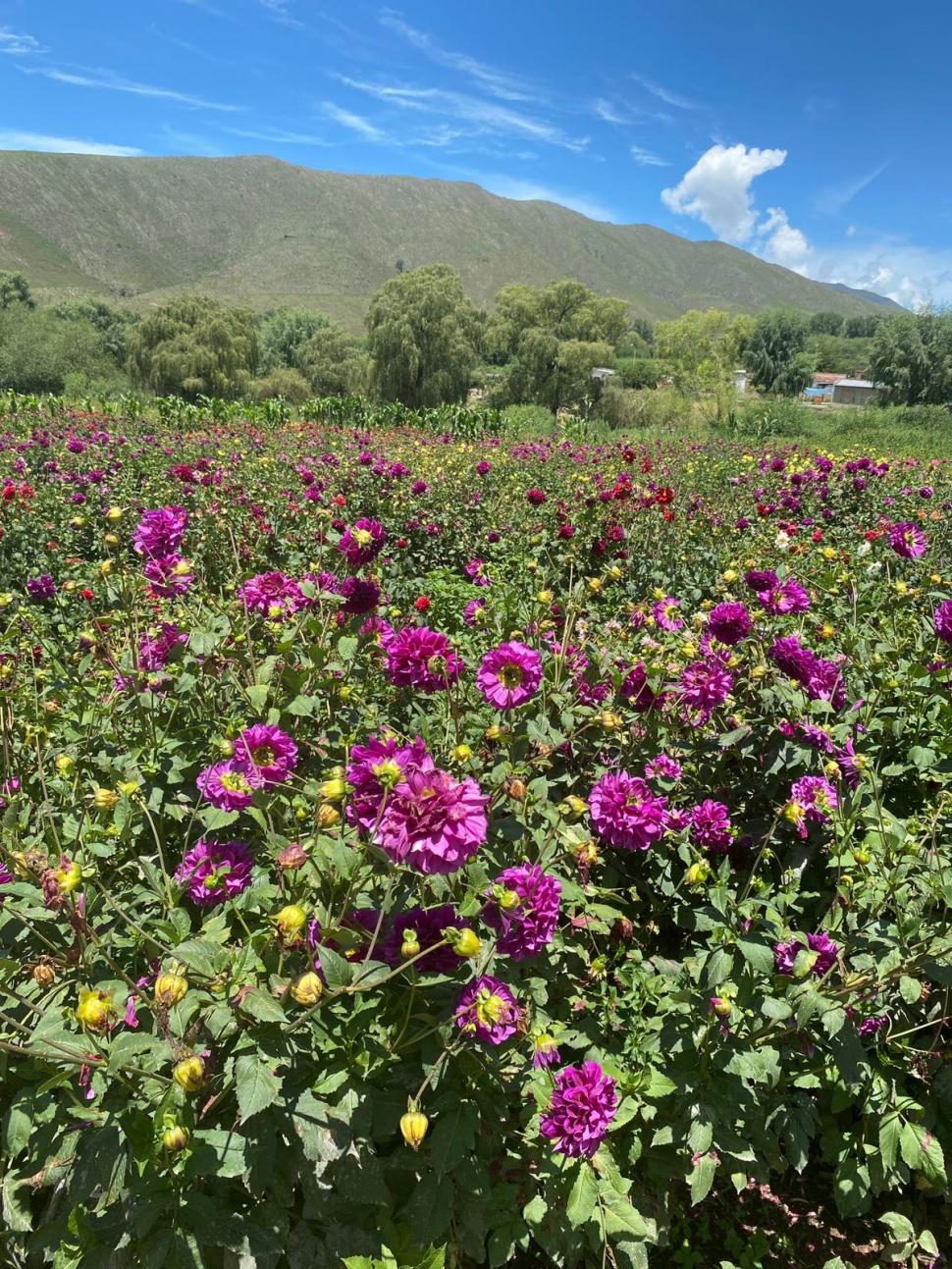 EL CAMPO. Lorenzo cultiva hasta 15 variedades de dalias en su jardín. La Gaceta / Marìa del Carmen Garzòn Principi