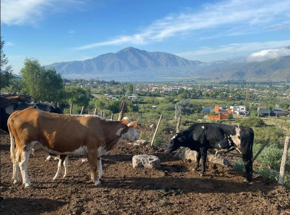 CONEXIÓN. Las vacas en su corral con la ciudad de fondo reflejan la convivencia entre las costumbres rurales y la modernidad de los Valles. 