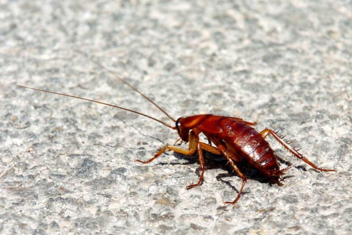 ¿Por qué no deberías pisar una cucaracha?