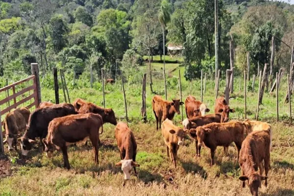 Brote de rabia paresiante en el norte de país: qué es y a qué señales hay que prestar atención