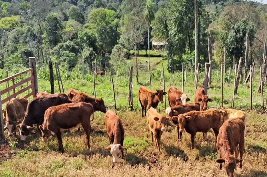 Brote de rabia paresiante en el norte de país: qué es y a qué señales hay que prestar atención