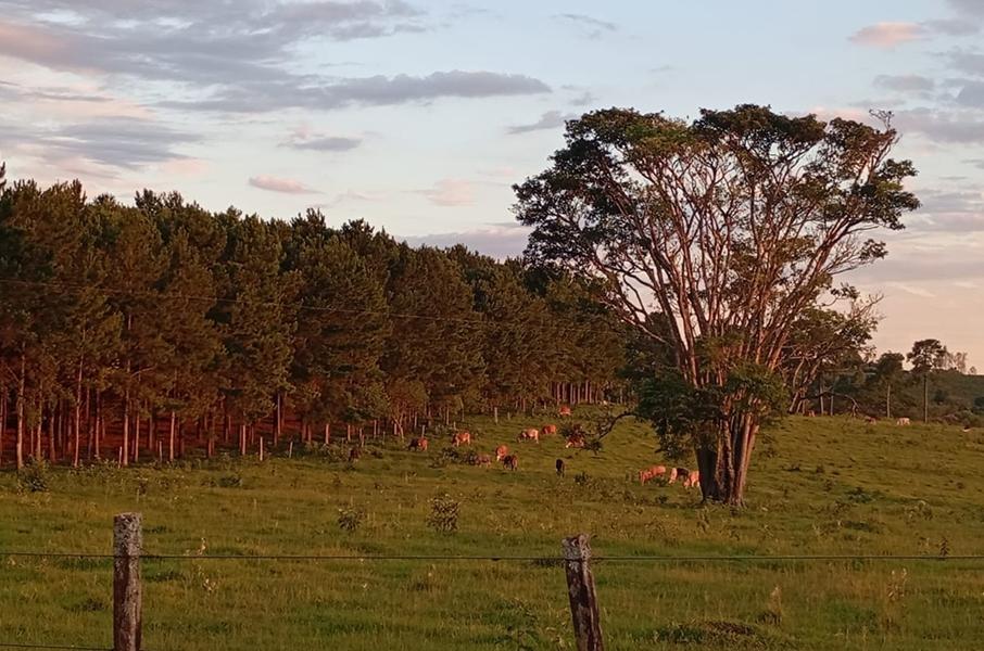 Brote de rabia paresiante en el norte de país: qué es y a qué señales hay que prestar atención