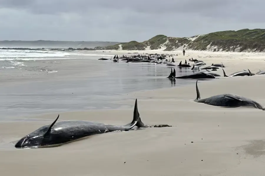 Tasmania: más de 150 orcas negras quedan varadas en una playa: no hay posibilidad de salvarlas