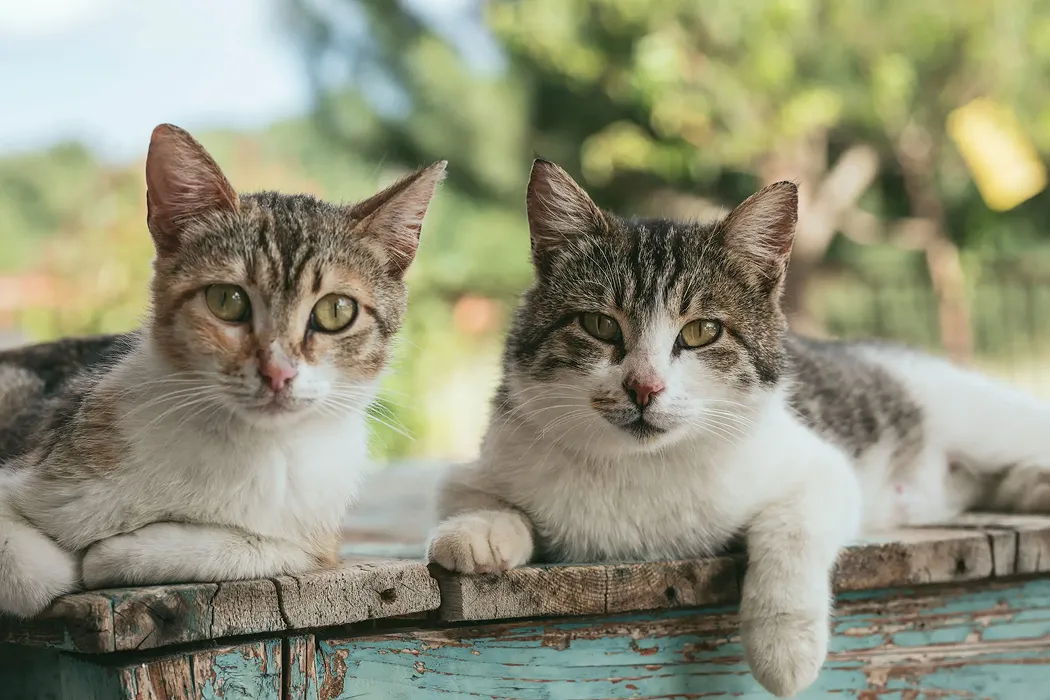 El 20 de febrero, el 8 de agosto y el 29 de octubre son las distintas fechas elegidas para homenajear a los gatos.