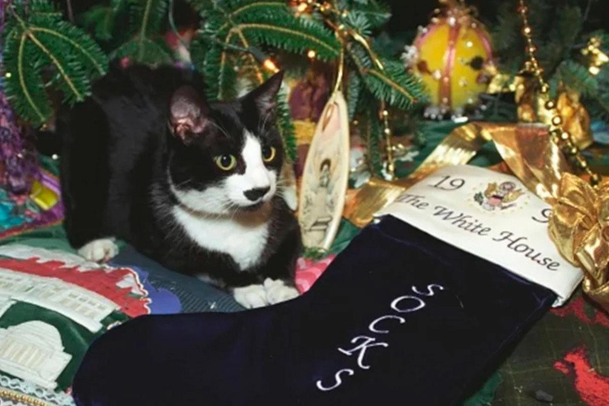 Día Internacional del Gato en honor al felino de un ex presidente.