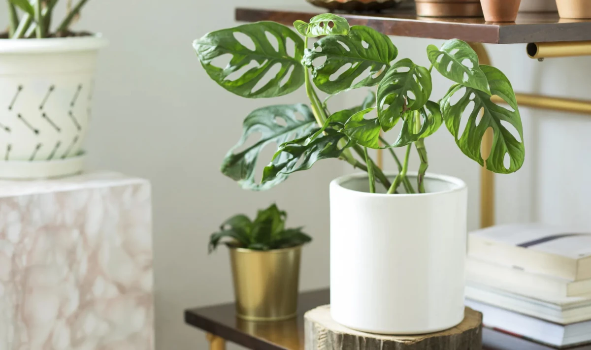 Plantas que brindan protección en el hogar, según el Feng Shui.