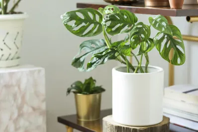 Estas plantas aumentan la protección en el hogar, según el Feng Shui