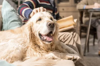¿Los perros pueden sufrir de demencia? los cinco síntomas que encienden las alarmas