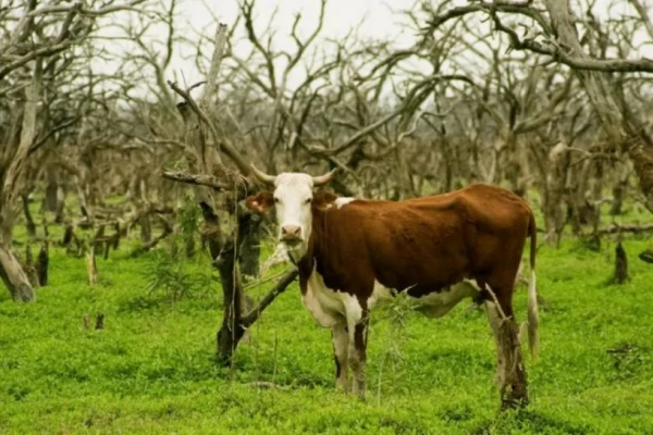 Confirman el segundo caso de rabia paresiante en el NEA