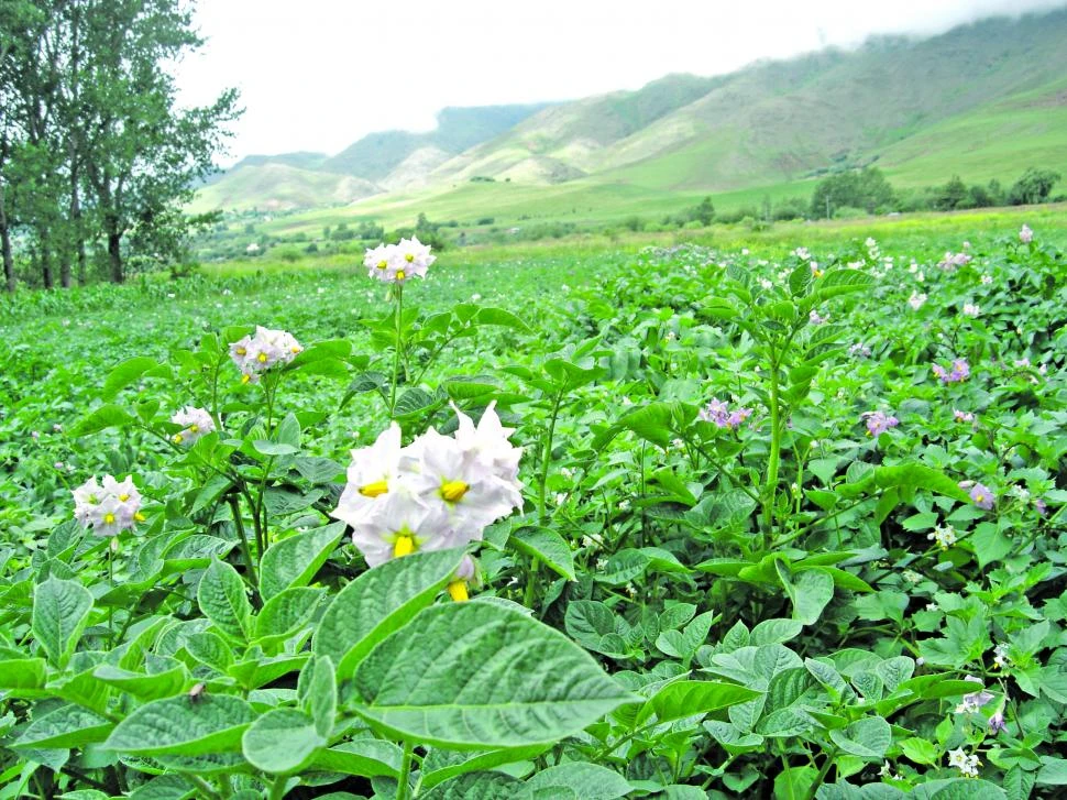 DESARROLLO. El cultivo de papa se da en el sur provincial -departamentos Chicligasta, Río Chico, Alberdi, La Cocha y Graneros-, debido a las condiciones agroclimáticas favorables.