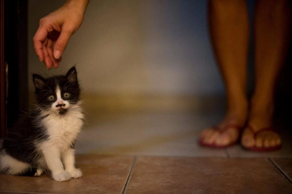 FELINOS. Aquellos que prefieren gatos suelen mostrar un rango más amplio de emociones y estados de ánimo.