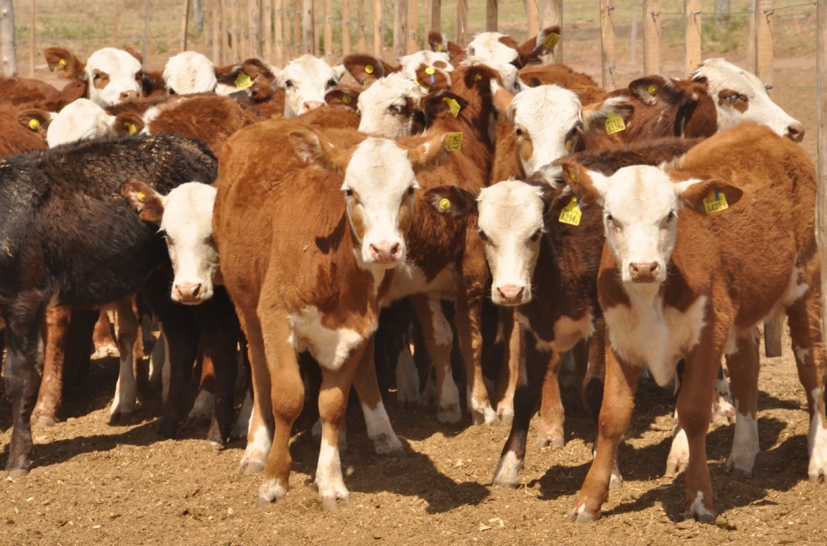 Ganado vacuno. AGRICULTURA