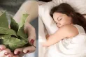 Para qué hay que poner una hoja de laurel debajo de la almohada antes de dormir