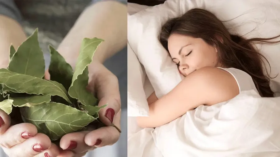 El laurel es utilizado desde la antigüedad por sus propiedades relajantes y su posible efecto en la calidad del sueño