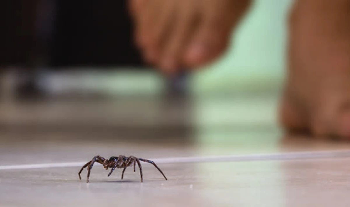 Araña de rincón