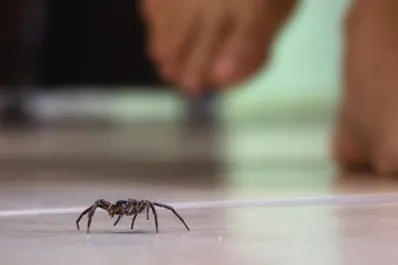 Esta araña frecuente en las casas tiene una picadura mortal: cómo reconocerlas y qué hacer