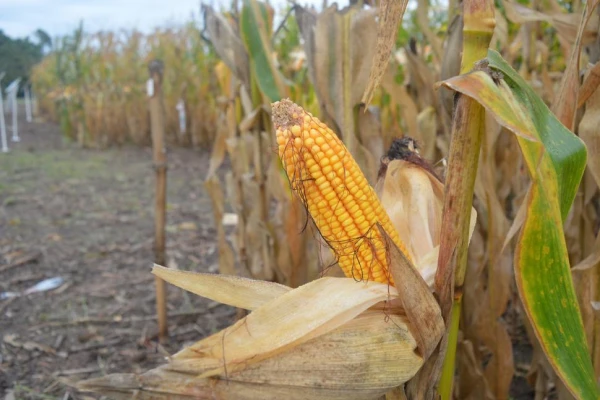 Las pérdidas de rendimiento en el maíz parecen inevitables en los lotes sembrados en Tucumán