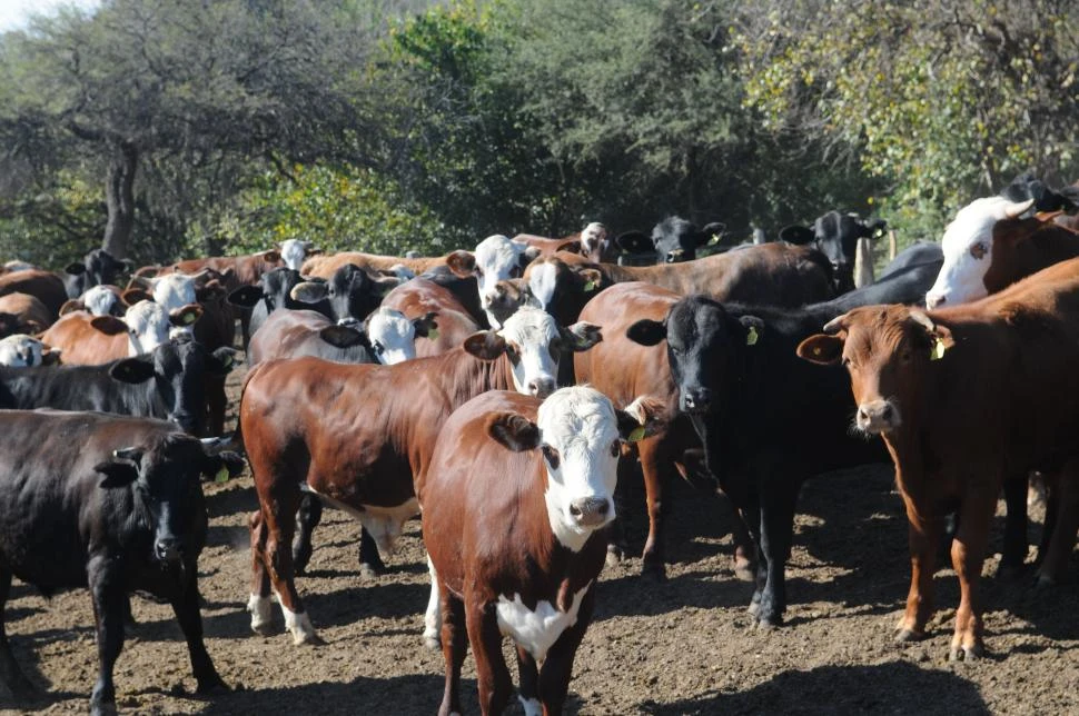 A FAVOR. La exportación ganadera suma prestigio a la producción nacional. 