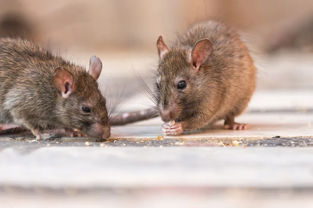 La verdura que combate las ratas de forma natural. 