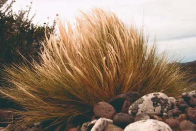 Cuando el coirón deja de ser dulce