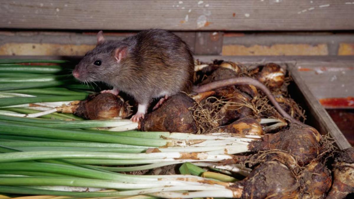 La verdura que combate las ratas de forma natural. 