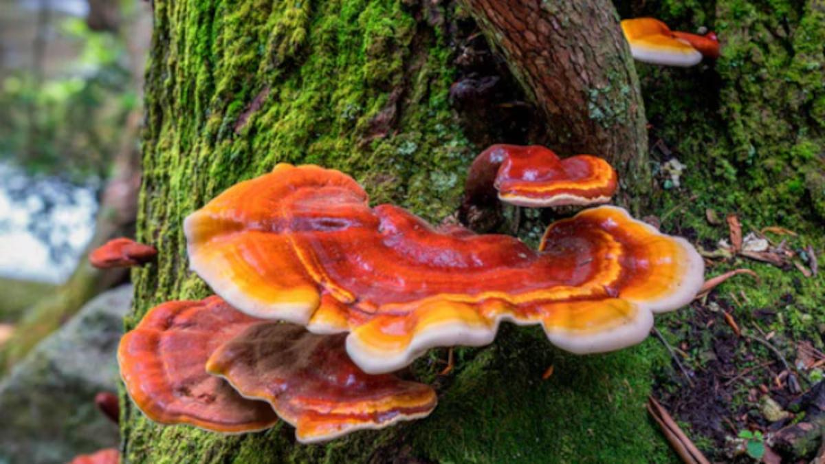 El Reishi mostró efectos ansiolíticos en un estudio de la Universidad de Nottingham.